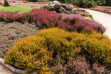 Heather of various color shades in the park