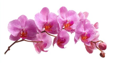 Beautiful Purple Orchid Blooming with Delicate Petals in Nature