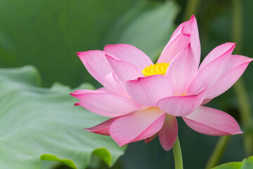 Close-up of a blooming pink lotus in the pond, green background, depth of field