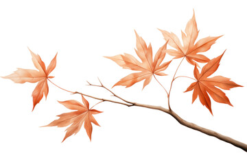 PNG Maple plant leaf tree.