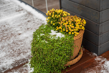 potted plants half covered with snow