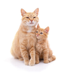 Obraz premium Mom cat with kitten.