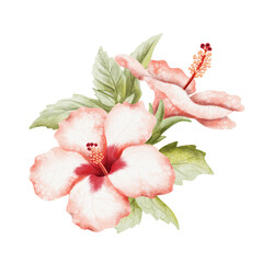 Lush Hibiscus flowers on branch watercolor illustration isolated on white. Realistic summer tropical bush plant with leaves in red green botanical style. Hawaiian blooming floral garden twig clip art