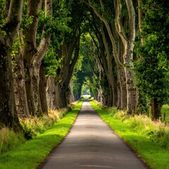 A paved path lined with trees