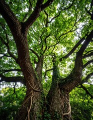 A low-angle shot of a massive tree with vibrant green leaves reaching upwards, vines clinging to the thick, textured bark, lit by dappled sunlight