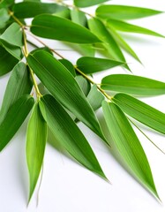 Obraz premium Fresh green bamboo leaves