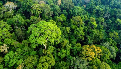 Naklejka premium A lush, verdant rainforest stretches out from an aerial perspective, revealing varying shades of green canopy, illuminated by sunlight
