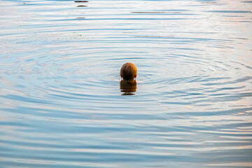 A child's head in the water. Ripples on the surface of the water around a single person swimming