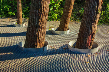 Trees growing through a lattice surface. Metal rings at the tree roots. Urban landscape in a city park near the water