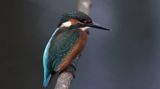 Little bittern, Ixobrychus minutus. A bird sits on a branch above the river, waiting for small fish