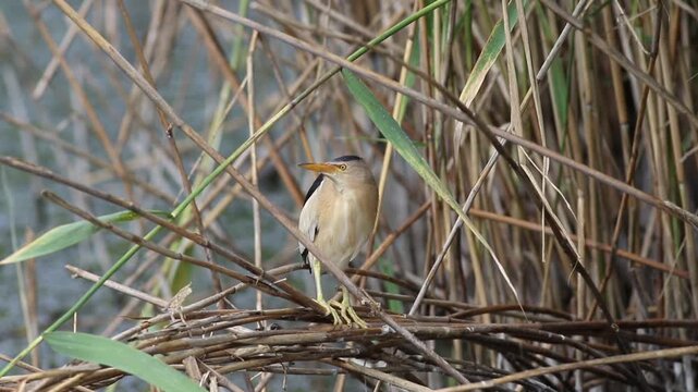 Little bittern, Ixobrychus minutus. A bird sits on a reed by the river, preening its feathers