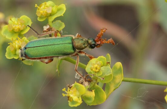 A Chrysanthia geniculata, also known as a false blister beetle from the family Oedemeridae. 