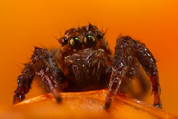 A close-up photo of a striking spider. Natural background. Spider species; jumping spider. Salticidae.
