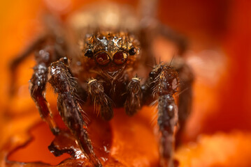 A close-up photo of a striking spider. Natural background. Spider species; jumping spider. Salticidae.