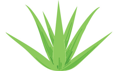 Obraz premium aloe vera plant isolated