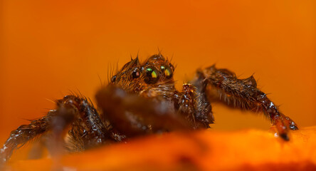 A close-up photo of a striking spider. Natural background. Spider species; jumping spider. Salticidae.