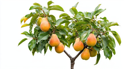 Vibrant pear tree with ripe fruit and lush green leaves, showcasing nature beauty and abundance