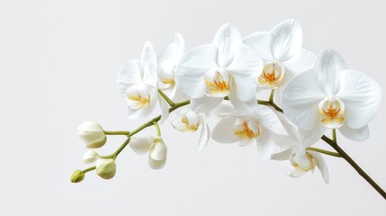 Obraz premium Elegant White Orchid Flower Arrangement with Soft Background