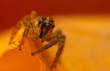 A close-up photo of a striking spider. Natural background. Spider species; jumping spider. Salticidae.