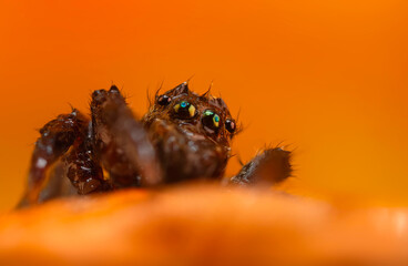 A close-up photo of a striking spider. Natural background. Spider species; jumping spider. Salticidae.