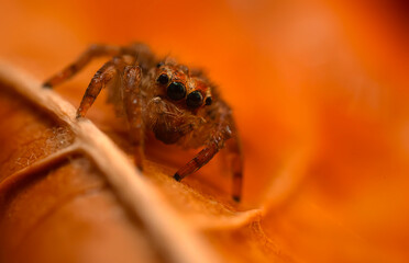 A close-up photo of a striking spider. Natural background. Spider species; jumping spider. Salticidae.