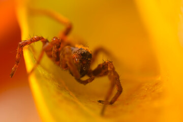 A close-up photo of a striking spider. Natural background. 