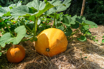 Pumpkins growing in garden on straw mulch