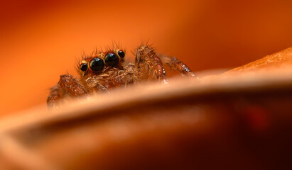 A close-up photo of a striking spider. Natural background. Spider species; jumping spider. Salticidae.