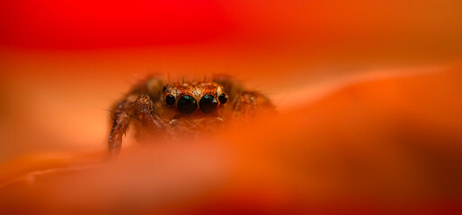 A close-up photo of a striking spider. Natural background. Spider species; jumping spider. Salticidae.