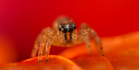 A close-up photo of a striking spider. Natural background. Spider species; jumping spider. Salticidae.