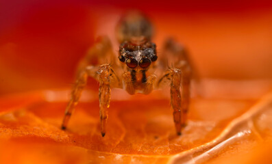 A close-up photo of a striking spider. Natural background. Spider species; jumping spider. Salticidae.