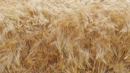 Closeup of golden wheat ears in the field at harvest season, natural texture of ripe grain plants. Agricultural background with dry stalks of cereal crops.