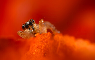 A close-up photo of a striking spider. Natural background. Spider species; jumping spider. Salticidae.
