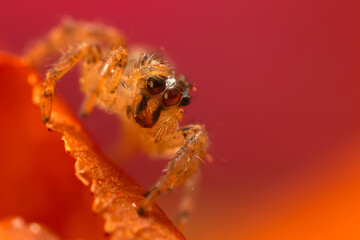 A close-up photo of a striking spider. Natural background. Spider species; jumping spider. Salticidae.