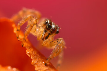 A close-up photo of a striking spider. Natural background. Spider species; jumping spider. Salticidae.