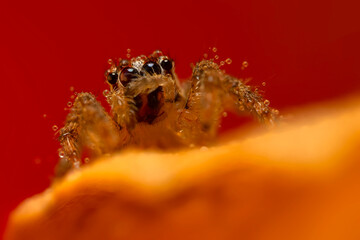 A close-up photo of a striking spider. Natural background. Spider species; jumping spider. Salticidae.