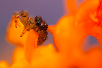 A close-up photo of a striking spider. Natural background. Spider species; jumping spider. Salticidae.