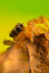 A close-up photo of a striking spider. Natural background. Spider species; jumping spider. Salticidae.