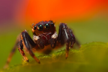 A close-up photo of a striking spider. Natural background. Spider species; jumping spider. Salticidae.