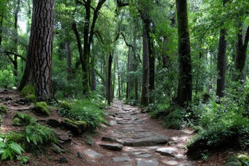 Fototapeta premium Stone Path Through Lush Green Forest