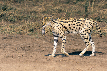 Serval cat carrying prey – Serengeti, Tanzania
A wild serval cat walking with freshly caught prey in its mouth in Serengeti National Park, Tanzania.