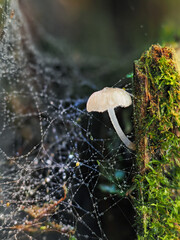Fungal colonies growing wild on rotting tree trunks.