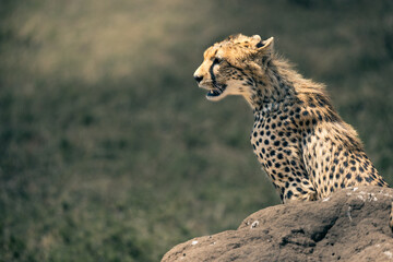Cheetah resting on termite mound – Serengeti, Tanzania
A cheetah sitting on a termite mound while scanning the savannah for prey in Serengeti National Park, Tanzania.
