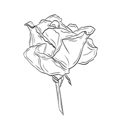 Gorgeous open rose bud with large petals. Graphic line art hand drawn ink black and white illustration vector picture. Isolated object flower. For the design of postcards, posters, stickers, prints