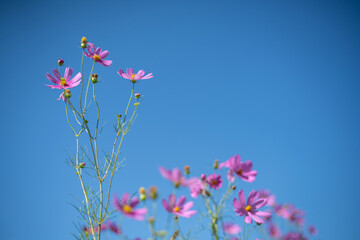 pink flowers on blue sky background