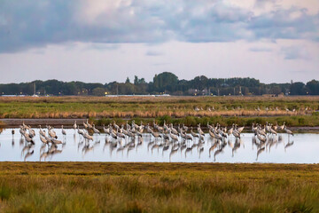 Schlafplatz der Kraniche am Bodden vor Zingst.