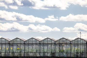Obraz premium Modern greenhouse exterior with condensation on glass panels, showcasing lush green plants inside. Perfect for themes of sustainability, architecture, and nature