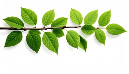 Fototapeta premium A twig bearing vibrant green leaves sits against a bright white background, casting a subtle shadow below