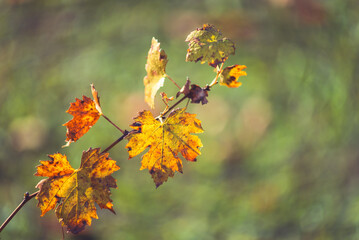 Vine leaf in the vineyard, grape leaves and vines at autumn season