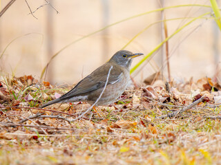 地面を歩くシロハラ